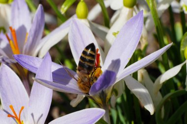  Kafkas arısı Apis mellifera ve Crocus sativus bitkisinin mor çiçekleri, Mart ayında Kuzey Kafkasya 'nın eteklerindeki bir çayırda.                              
