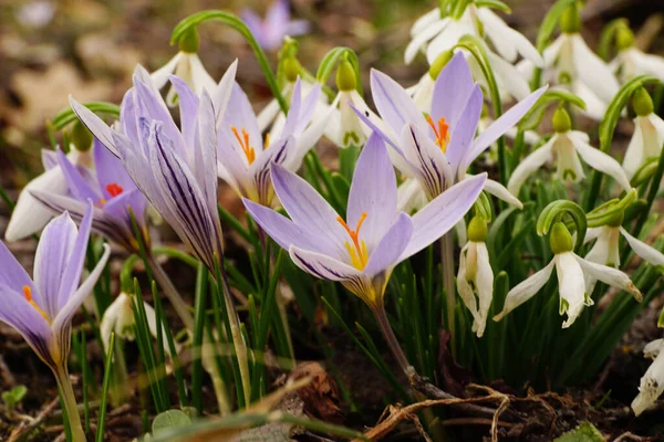 Primer Plano Primavera Rara Caucásica Crocus Sativus Nevada Blanca Galanthus —  Fotos de Stock