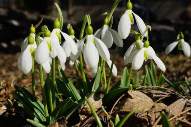  Mart ayında Kuzey Kafkasya 'nın eteklerinde beyaz çiçekler ve yeşil yapraklarla Galanthus bortkewitschianus kar damlası çalısı                               