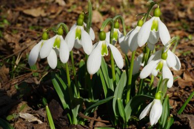Beyaz çiçekli ve yeşil yapraklı Kafkas bitkisi Galanthus lagodechianus Mart ayında Kuzey Kafkasya 'nın eteklerindeki bir çayırda                                