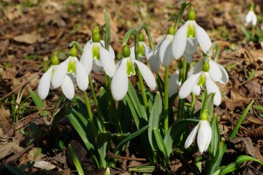 Kuzey Kafkasya 'nın eteklerindeki bir çayırda Mart ayında Kafkasya' nın ender bulunan beyaz kar damlası Galanthus lagodechianus 'a yakın plan.                                