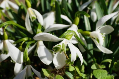 Kuzey Kafkasya 'nın eteklerinde yeşil yapraklı Galanthus' un ender rastlanan kar damlasının beyaz çiçekleri.                                