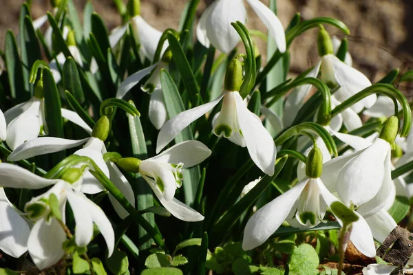 Зіткнення Куща Березневої Рідкісної Снігової Краплі Galanthus Bortkewitschianus Білими Квітами — стокове фото