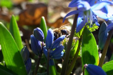 Mart ayı bahar arısı Apis mellifera 'nın yakın çekimi Kuzey Kafkasya' nın eteklerindeki orman zemininde Scilla Kafkasya 'nın mavi çiçeklerini tozlaştırıyor.                               