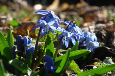 Bahar arısı Apis mellifera Kuzey Kafkasya 'nın eteklerinde Mart ayında orman tabanında mavi bir çiçekte polen ve netar topluyor.