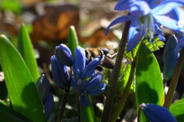 Mart ayı arısı Apis mellifera 'nın yakın planında Kuzey Kafkasya' nın eteklerindeki orman tabanında Scilla Kafkasya 'nın mavi çiçekleri tozlanıyor.