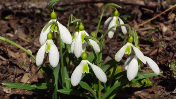 Arbusto Nieve Primavera Galanthus Nivalis Con Flores Blancas Hojas Verdes — Vídeos de Stock