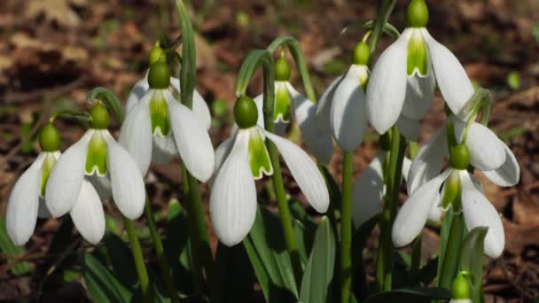 Primer Plano Nevada Galanthus Nivalis Con Flores Blancas Hojas Verdes — Vídeos de Stock