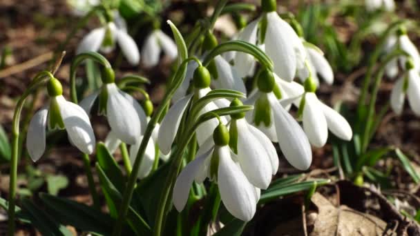Caída Nieve Primavera Galanthus Nivalis Con Flores Blancas Hojas Verdes — Vídeos de Stock