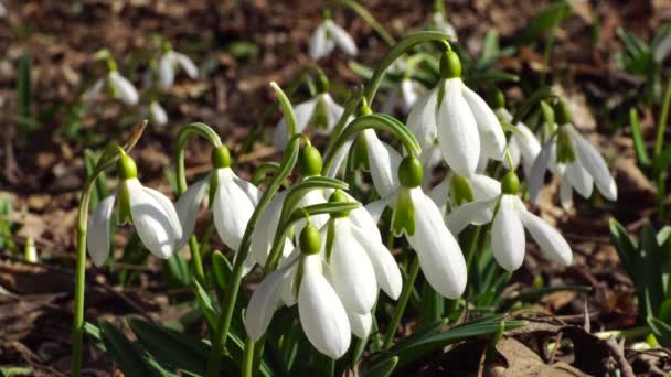 Nieve Joven Primavera Galanthus Nivalis Con Flores Blancas Hojas Verdes — Vídeos de Stock