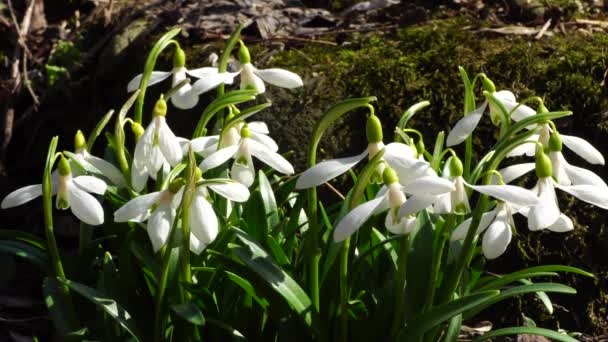 Ramas Nevada Primaveral Galanthus Nivalis Con Flores Blancas Hojas Verdes — Vídeo de stock