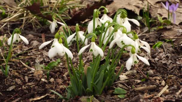 春の降雪植物北コーカサスの森林床に白い花と緑の葉を持つガランサス ニヴァリス — ストック動画