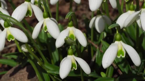 Крупный План Белого Подснежника Galanthus Nivalis Белыми Цветами Зелеными Листьями — стоковое видео