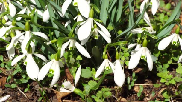 Young Spring White Snowdrop Galanthus Nivalis White Flowers Green Leaves — Stock Video