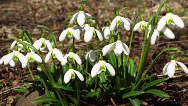 白い春の降雪北コーカサスの森林床に花や緑の葉を持つガランサス ニバリス — ストック動画