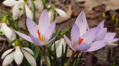 Kuzey Kafkasya 'nın orman tepelerinde beyaz kar damlası Galanthus Nivalis ve pembe safran safran Crocus sativus' un yakın çekimi.