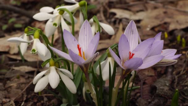 Young Spring White Snowdrop Galanthus Nivalis White Flowers Saffron Crocus — Stock Video