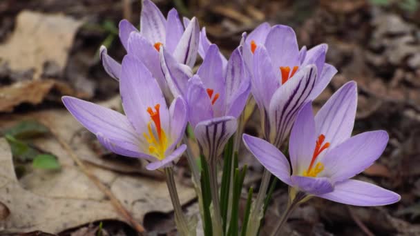 Flores Marzo Azafrán Crocus Sativus Con Flores Color Rosa Púrpura — Vídeos de Stock