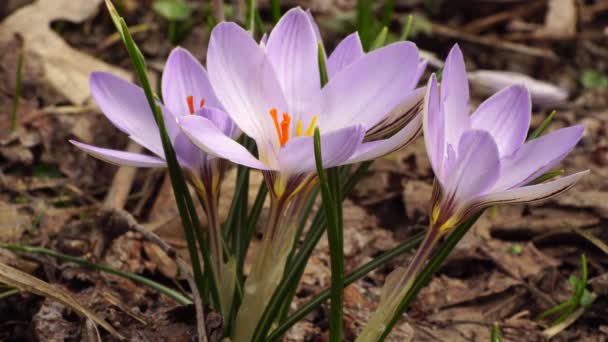 Close Spring March Flowers Saffron Purple Pink Flowers Forest Floor — Stock Video