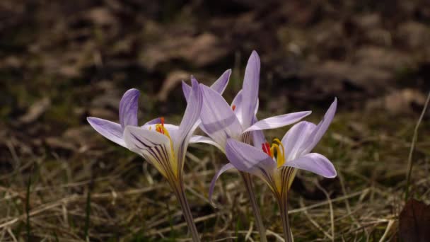 Spring March Flowers Saffron Crocus Sativus Purple Pink Flowers Forest — Stock Video