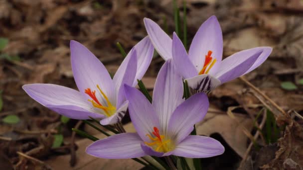 Young March Flowers Saffron Crocus Sativus Purple Pink Flowers Forest — Stock Video