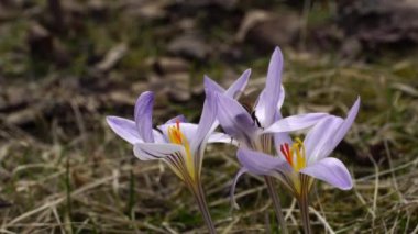 Kuzey Kafkasya 'nın eteklerindeki orman zemininde Crocus safranının mor-pembe çiçeğinin üzerindeki kahverengi bahar arısı Apis mellifera' nın yavaş hareketi (