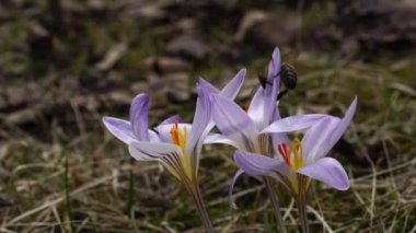 Kuzey Kafkasya 'nın eteklerindeki orman zemininde Crocus safranının mor-pembe çiçeğinin üzerindeki kahverengi arı Apis mellifera' nın yavaş hareketi