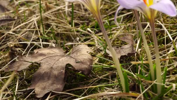 Bahar Arısı Apis Mellifera Kuzey Kafkasya Nın Eteklerindeki Orman Tabanında — Stok video