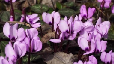 Kuzey Kafkasya 'nın eteklerindeki orman tabanında mor çiçekli ve yeşil yapraklı Kafkasya Cyclamen purpurpurascenleri 