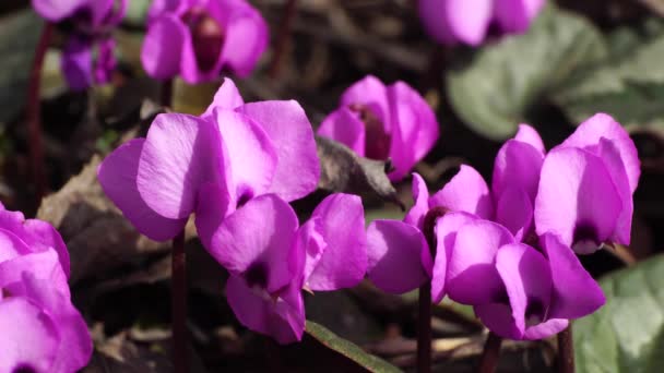 Крупным Планом Мартовские Цветы Цыкламены Фиолетового Цвета Зеленые Листья Лесной — стоковое видео