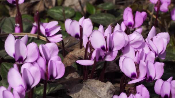 Close Primavera Caucasiano Cyclamen Purpurascens Com Flores Roxas Folhas Verdes — Vídeo de Stock