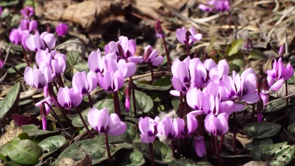 March Caucasian Cyclamen Purpurascens Purple Flowers Green Leaves Forest Floor — Stock Video