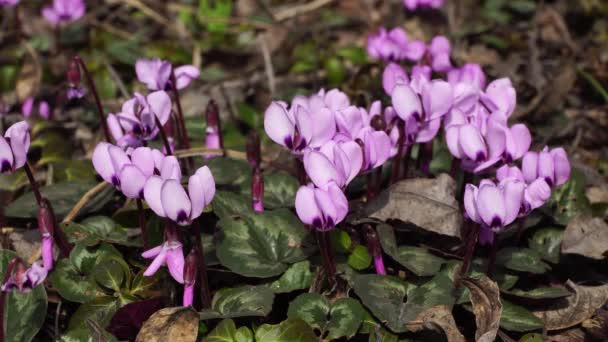 Voorjaar Cyclamen Paars Cyclamen Purpurascens Met Paarse Bloemen Groene Bladeren — Stockvideo