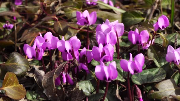 Primavera Marzo Purpurascens Ciclamen Con Flores Púrpuras Hojas Verdes Suelo — Vídeo de stock