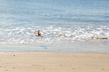 Martı Coney Adası Okyanusu ve Plaj, NYC 'den geçiyor.