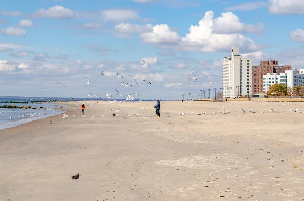 Coney Island Sahili 'nde martıları besleyen adam, etrafında uçan martılar, New York şehri.