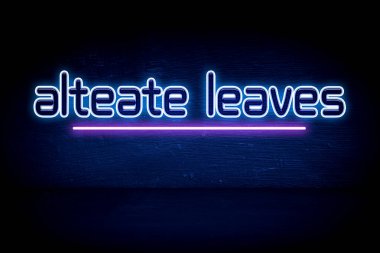 alteate yaprakları - mavi neon duyuru tabelası