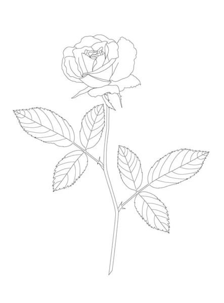 Rosa Con Hojas Ilustración Vectorial Del Tallo Sobre Fondo Blanco — Vector de stock