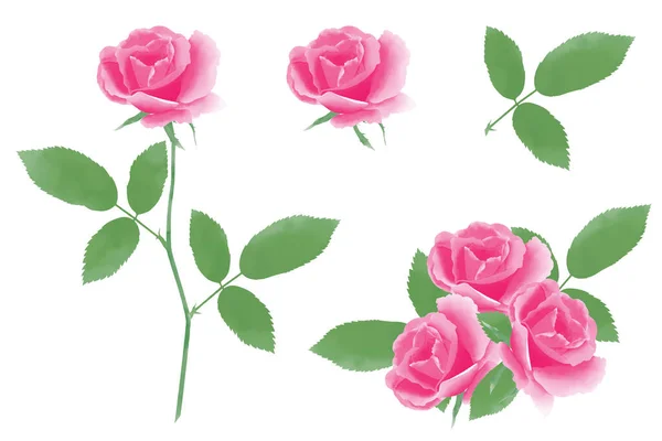 Akvarel Růžová Růže Prvky Digitální Malované Izolované Bílém — Stock fotografie