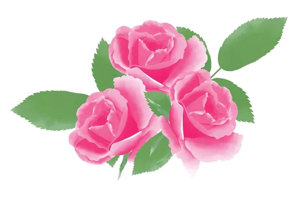Piękny Różowy Akwarela Róże Pąk Zielonymi Liśćmi Izolowane Białym — Zdjęcie stockowe