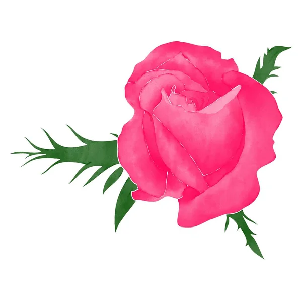 Izolované Akvarel Růžová Růže Květ Digitální Malba Bílém Pozadí — Stock fotografie