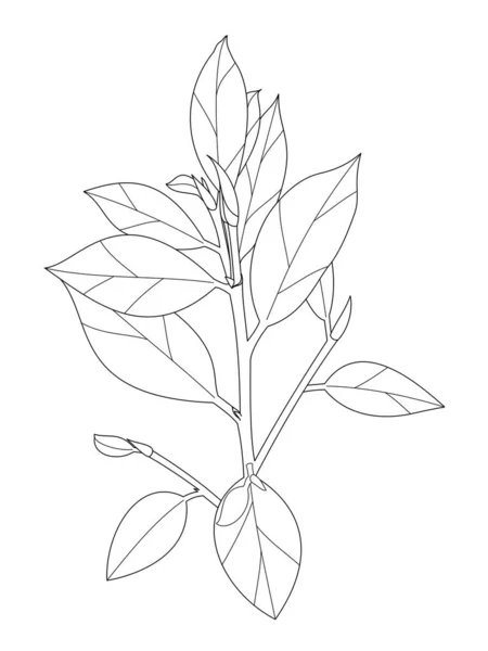Continuous one line drawing House plant in pot Vector illustration  Download a Free Preview or High Qua  Line drawing Contour line drawing  Single line drawing