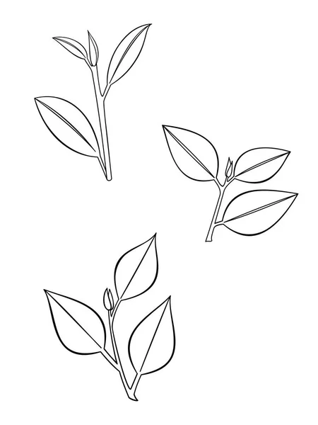 Three Leaf Branches Lineart Isolated Illustration White Background — Zdjęcie stockowe