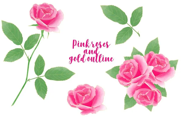 Pink Watercolor Roses Gold Outline Artistic Illustration Design White Background — Photo