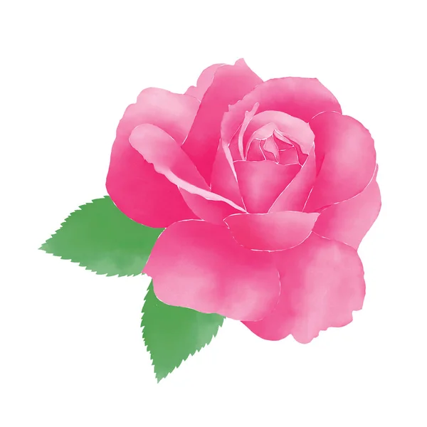 Beautiful Pink Watercolor Rose Two Leaves Digital Hand Drawn White — Zdjęcie stockowe