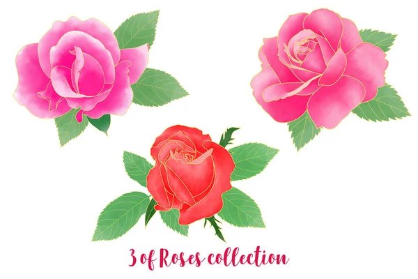 Three Watercolor Roses Digital Drawing Elements Collection White Background — Zdjęcie stockowe