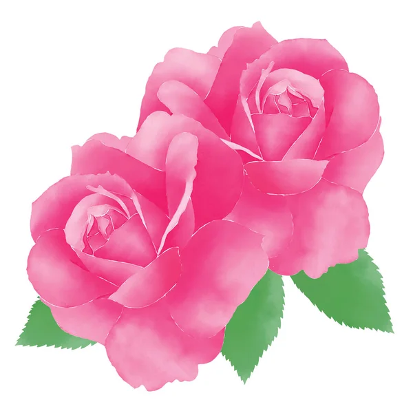 Pink Watercolor Roses Illustration Painting Style White Background — Zdjęcie stockowe