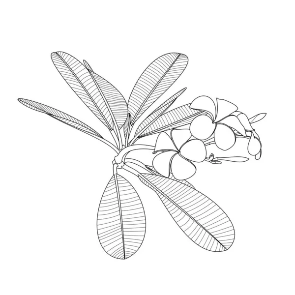 水暖房的分枝在白色背景上画有花 叶的数码图画 — 图库照片