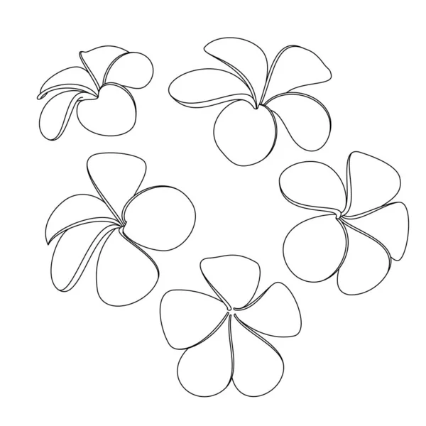 Plumeria Flores Esboço Ilustração Fundo Branco — Fotografia de Stock