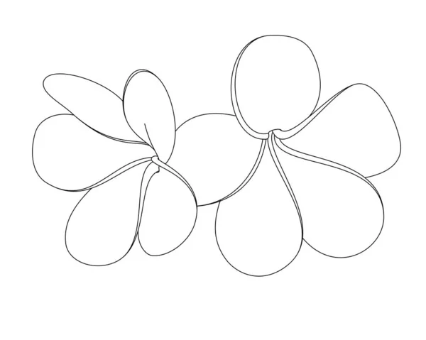 Linha Arte Duas Flores Plumeria Esboço Fundo Branco — Fotografia de Stock